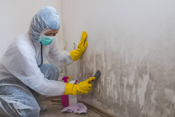 Mold removal cleaning