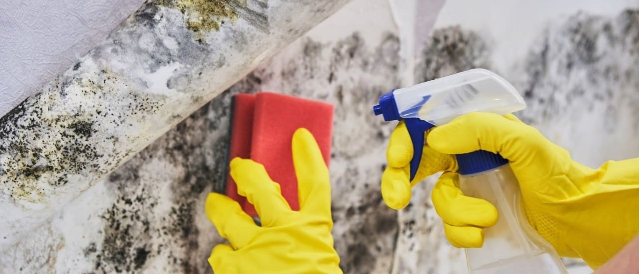  Mold after Flood: Everything You Need to Know